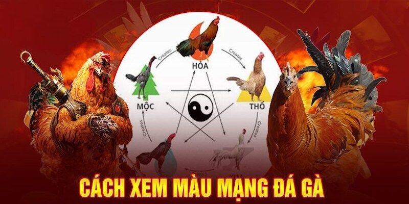 Hướng dẫn cách xem màu mạng gà chiến chuẩn